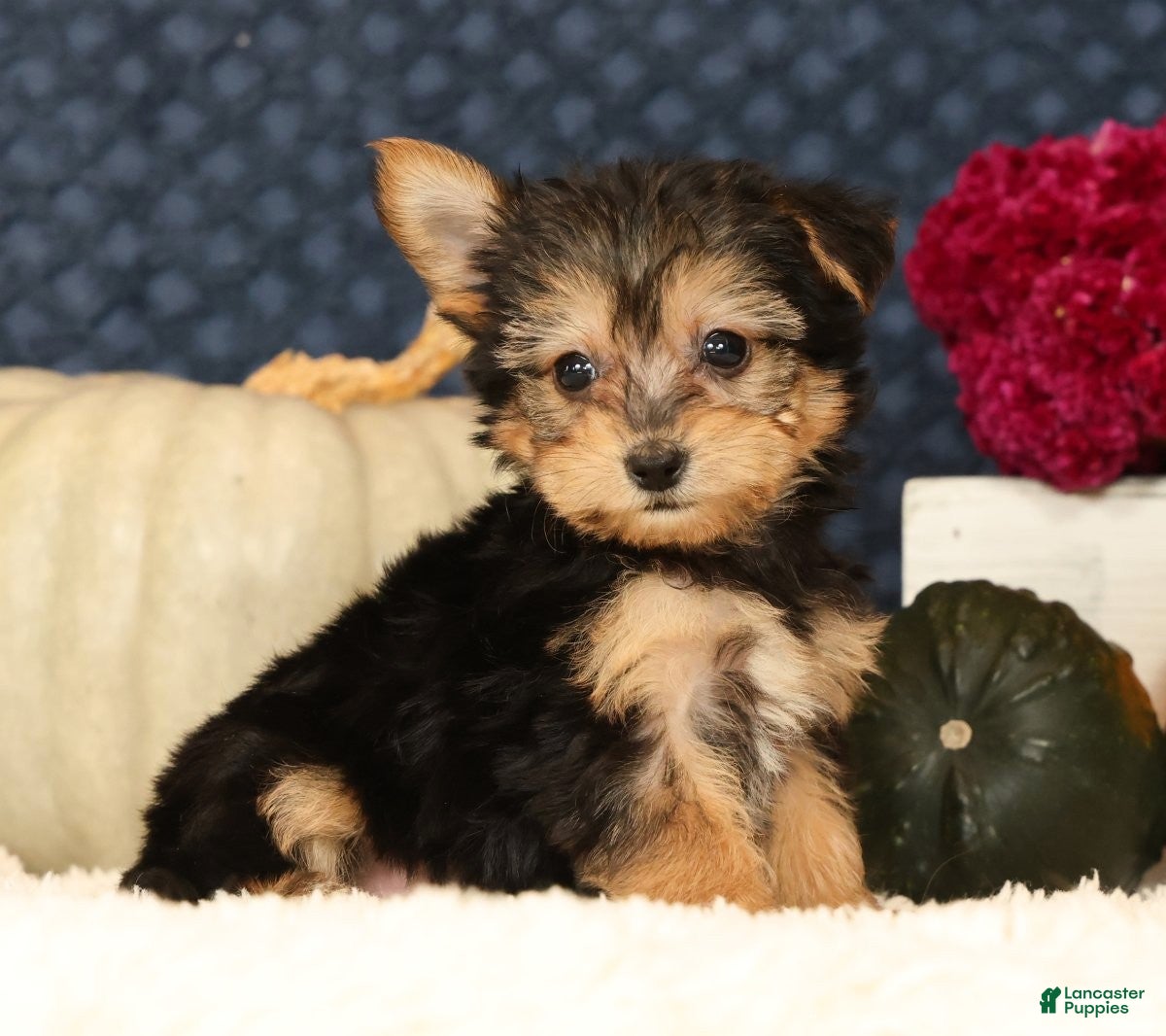 Yochon dogs for sale: Talia - Ad 1