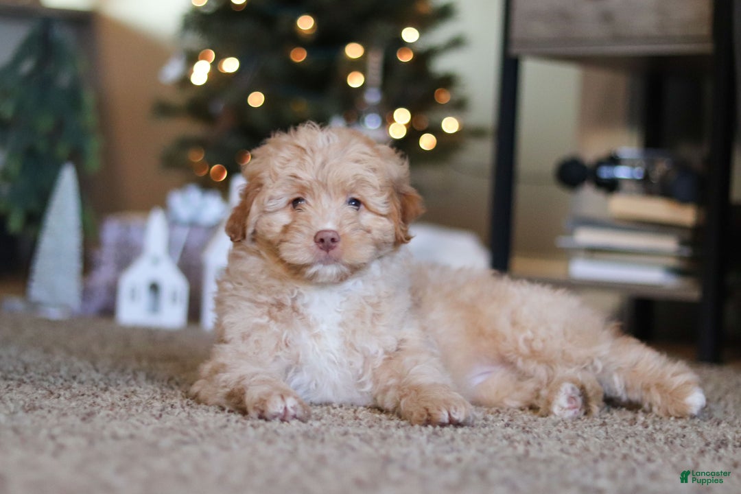 Mini Bernedoodle dogs for sale: Penny - Ad 5