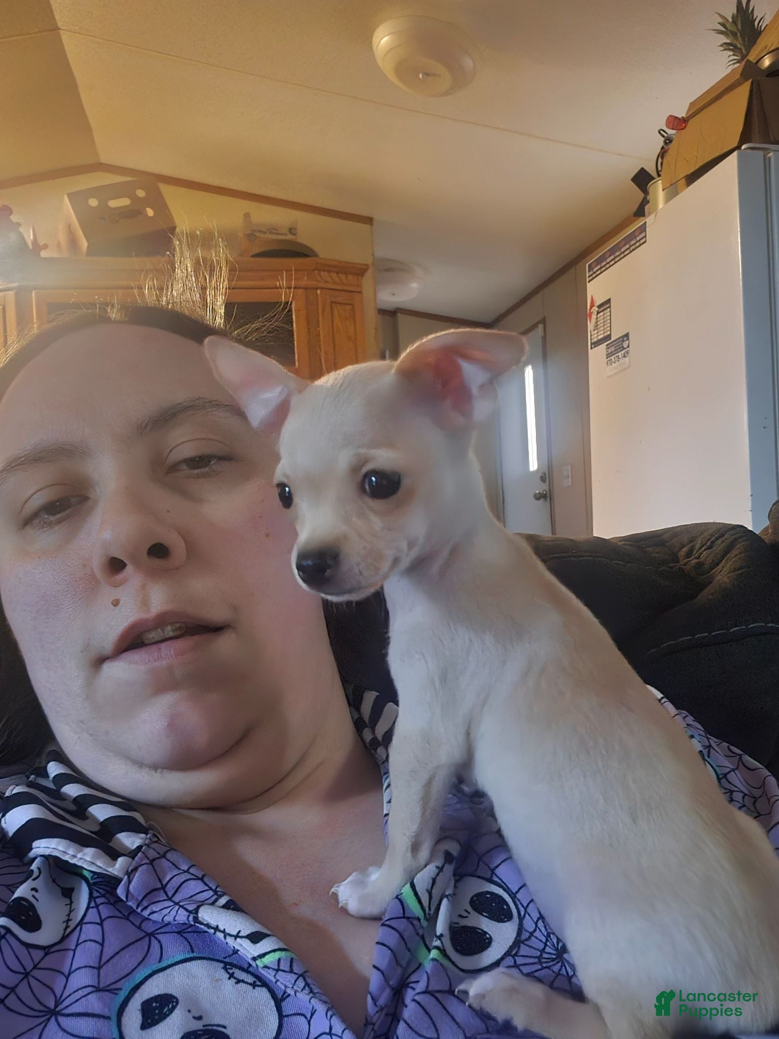 Chihuahua dogs Chihuahua 1 - Ad 5