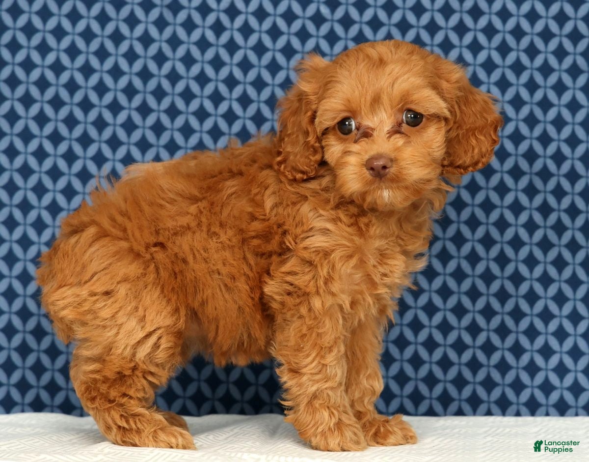 Cockapoo dogs Macy - Ad 2