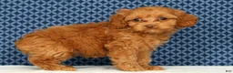 Cockapoo dogs for sale: Macy - Ad 7