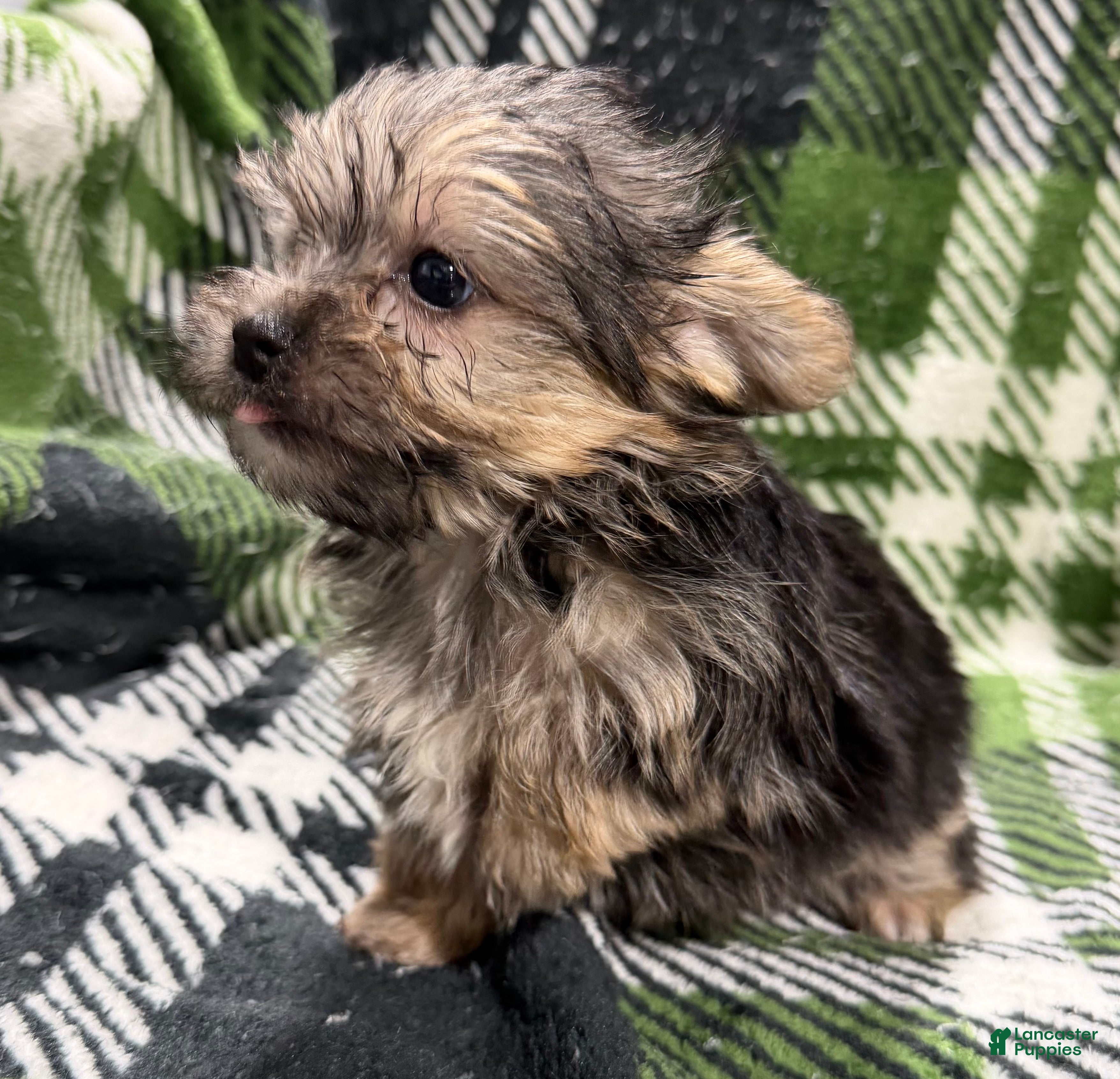 Morkie dogs Morkie Moe - Ad 2