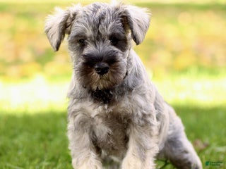 Miniature Schnauzer dogs - Ad 21