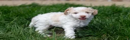 Miniature Poodle dogs for sale: Finn - Ad 6