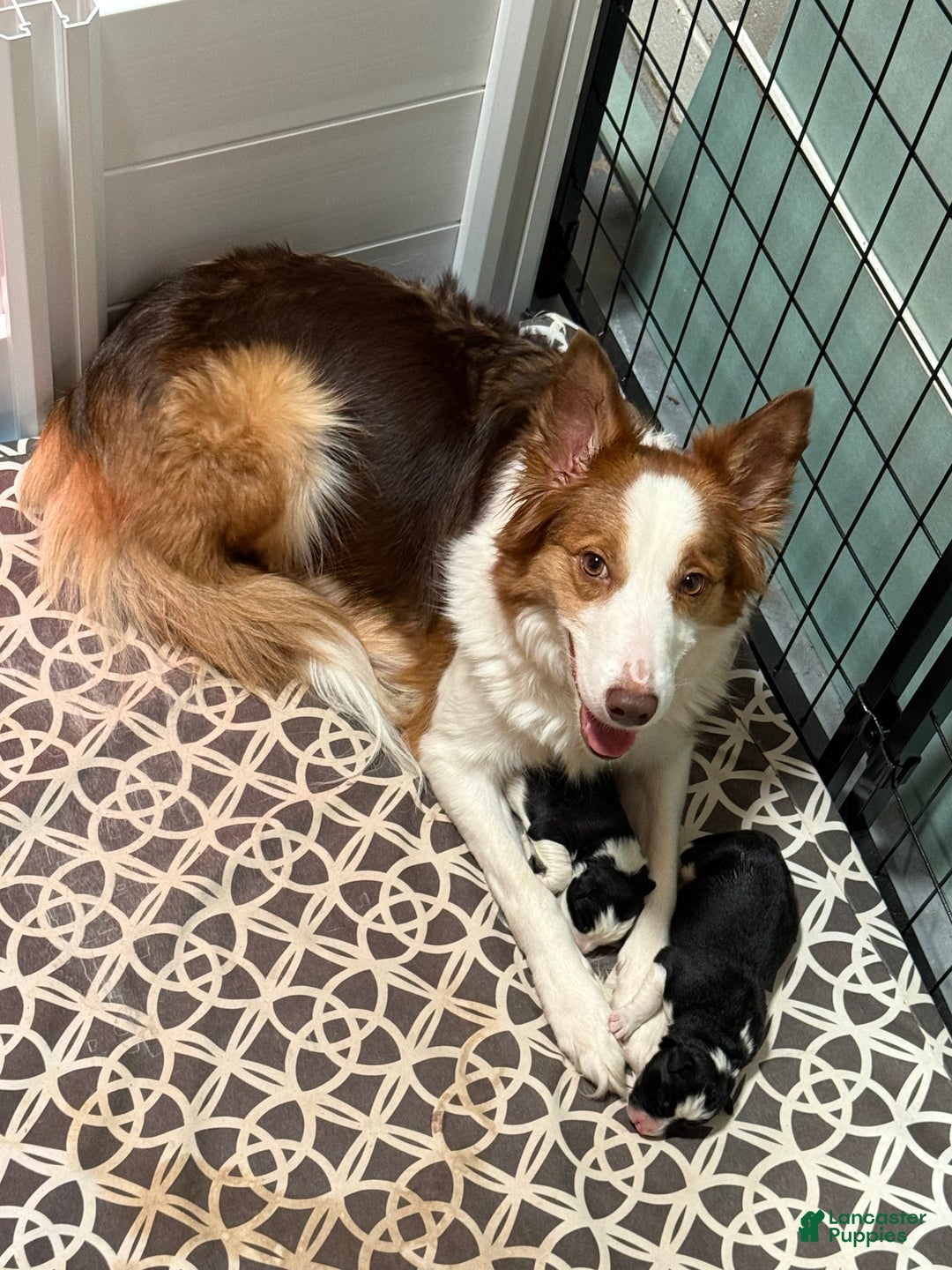 Border Collie dogs for sale: Border Collie “Jingle” - Ad 3