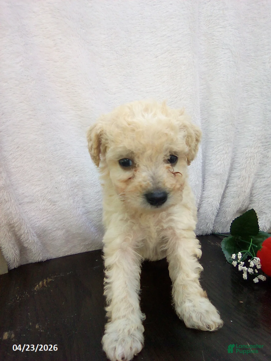 Toy Poodle dogs for sale: Emma - Ad 8