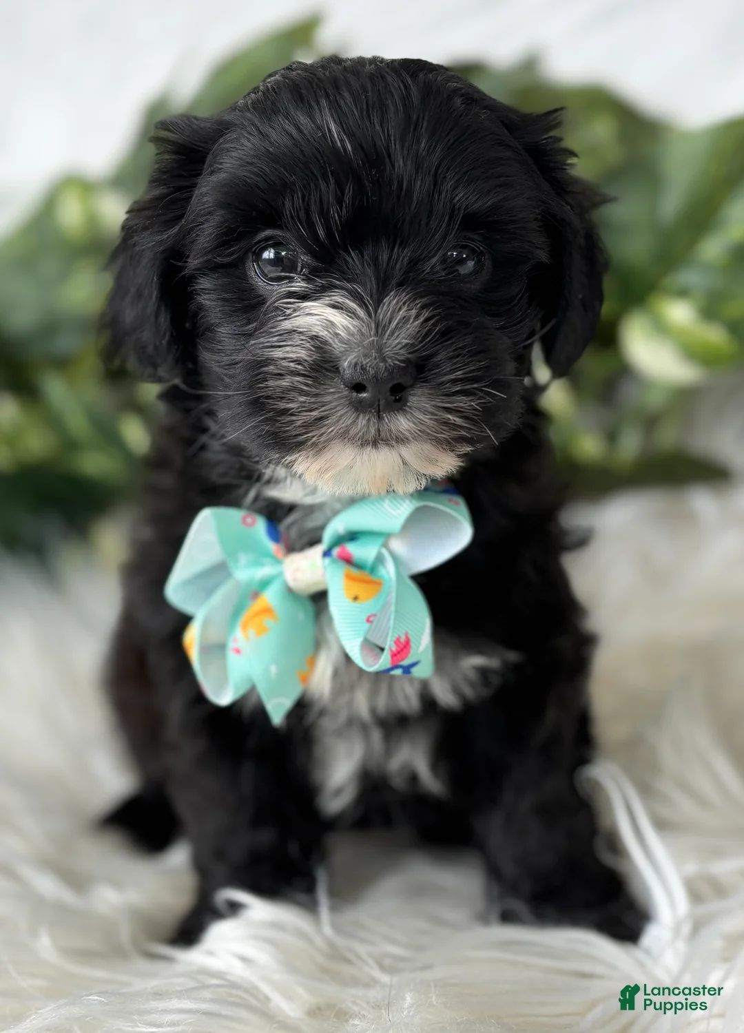 Morkie dogs for sale: Prince  - Ad 19