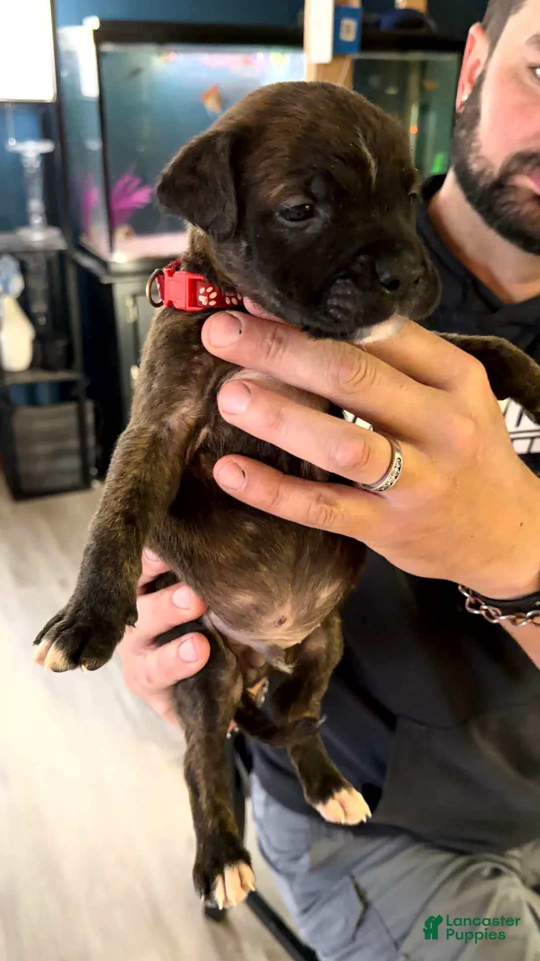 Mixed Breed dogs for sale: Bullmastiff Male 1 ready May 23rd Red Collar - Ad 1