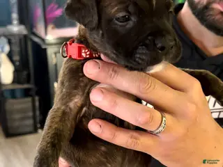 Mixed Breed dogs Bullmastiff Male 1 ready May 23rd Red Collar - Ad 14