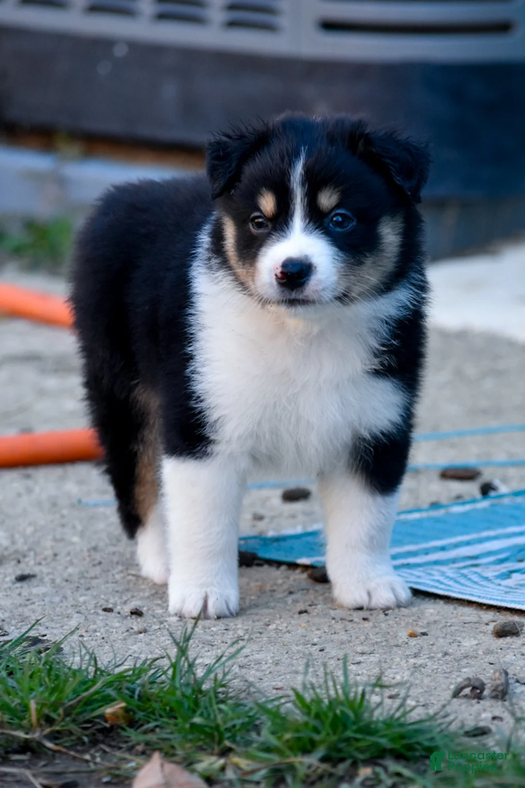 Miniature Australian Shepherd dogs for sale: Miniature Australian Shepherd 4 - Ad 1
