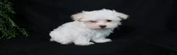 Maltese dogs for sale: Marty - Ad 13