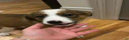 Mixed Breed dogs for sale: Mixed Breed 1 - Ad 3