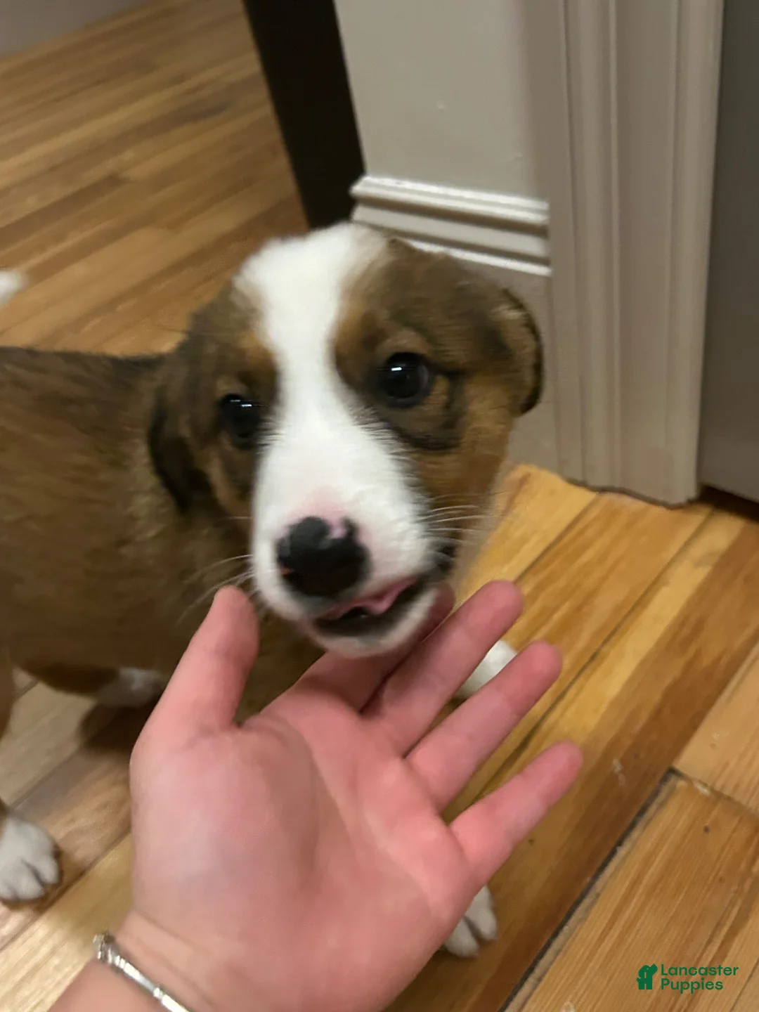 Mixed Breed dogs for sale: Mixed Breed 1 - Ad 3
