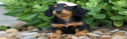 Miniature Dachshund dogs for sale: Tessa 💞 - Ad 8