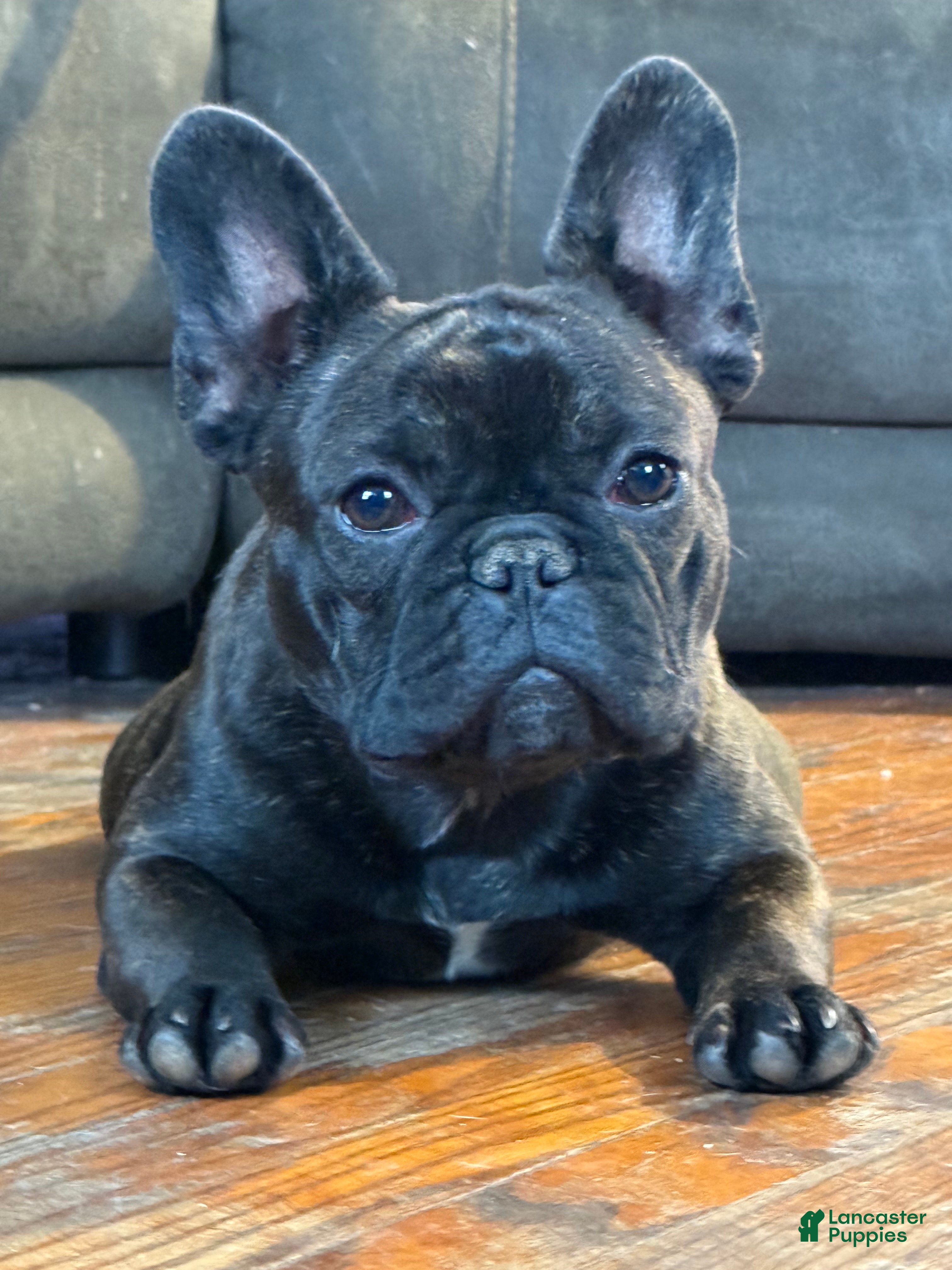 French Bulldog dogs Black Brindle - Ad 2