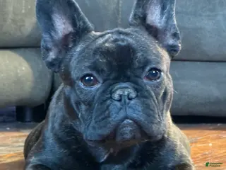 French Bulldog dogs Black Brindle - Ad 20