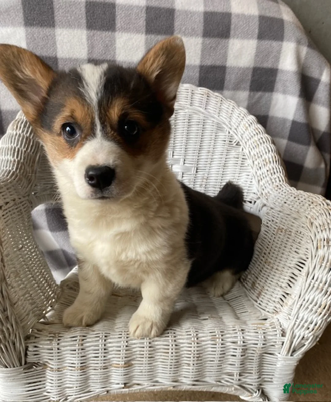 Welsh Corgi Pembroke dogs for sale: Petunia - Ad 4