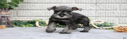 Miniature Schnauzer dogs for sale: Drew - Ad 3