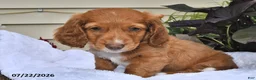 Miniature Dachshund dogs for sale: Caramel Cream - Ad 4