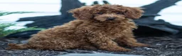 Toy Poodle dogs for sale: Roxy Toy Poodle Puppy  - Ad 3