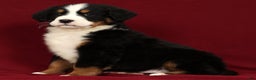 Bernese Mountain Dog dogs for sale: Shane - Ad 5