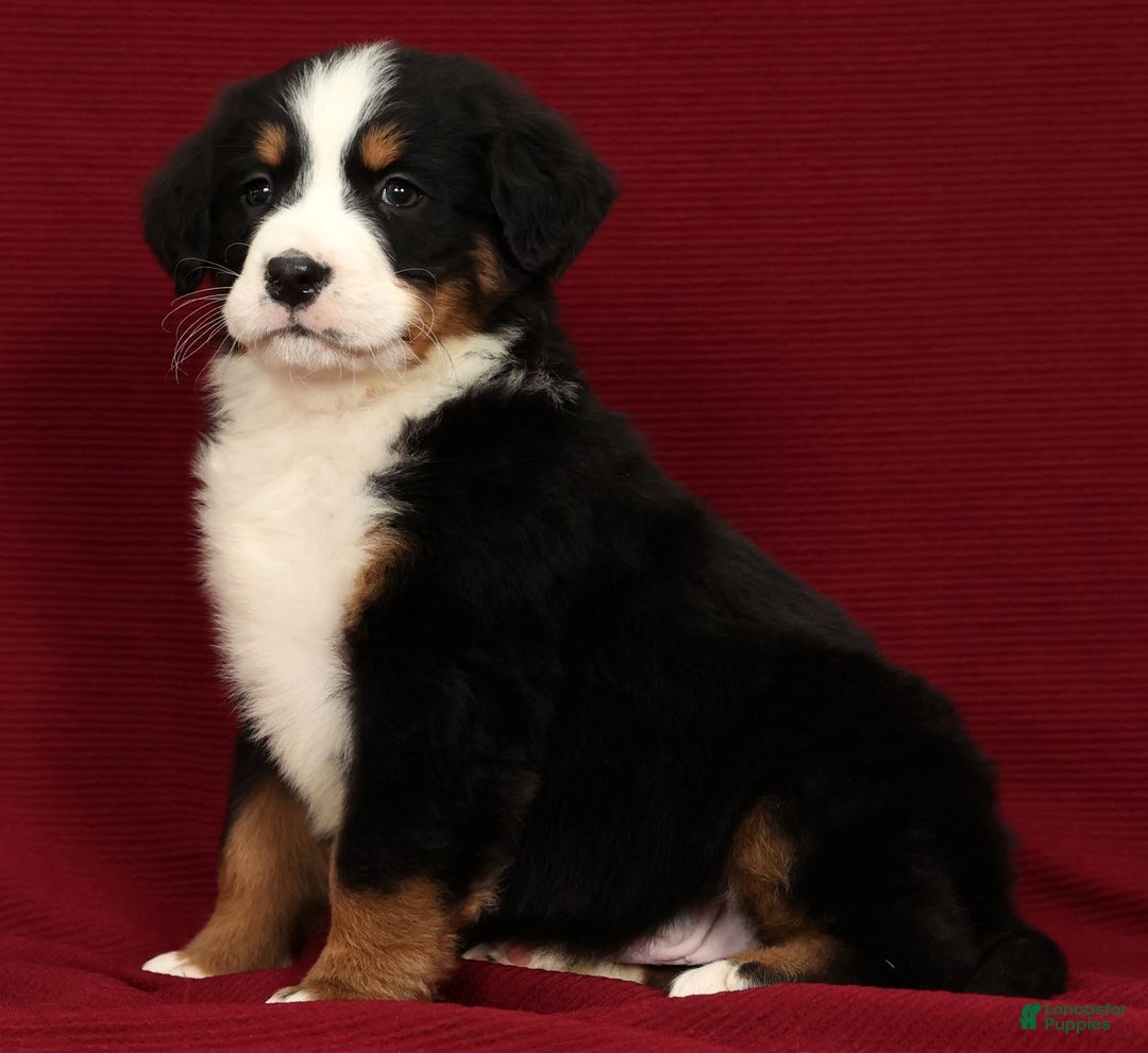 Bernese Mountain Dog dogs for sale: Shane - Ad 5