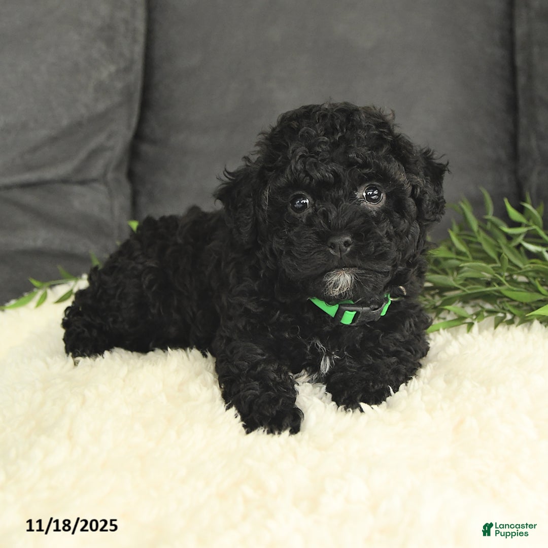 Mixed Breed dogs for sale: Moses - Ad 5