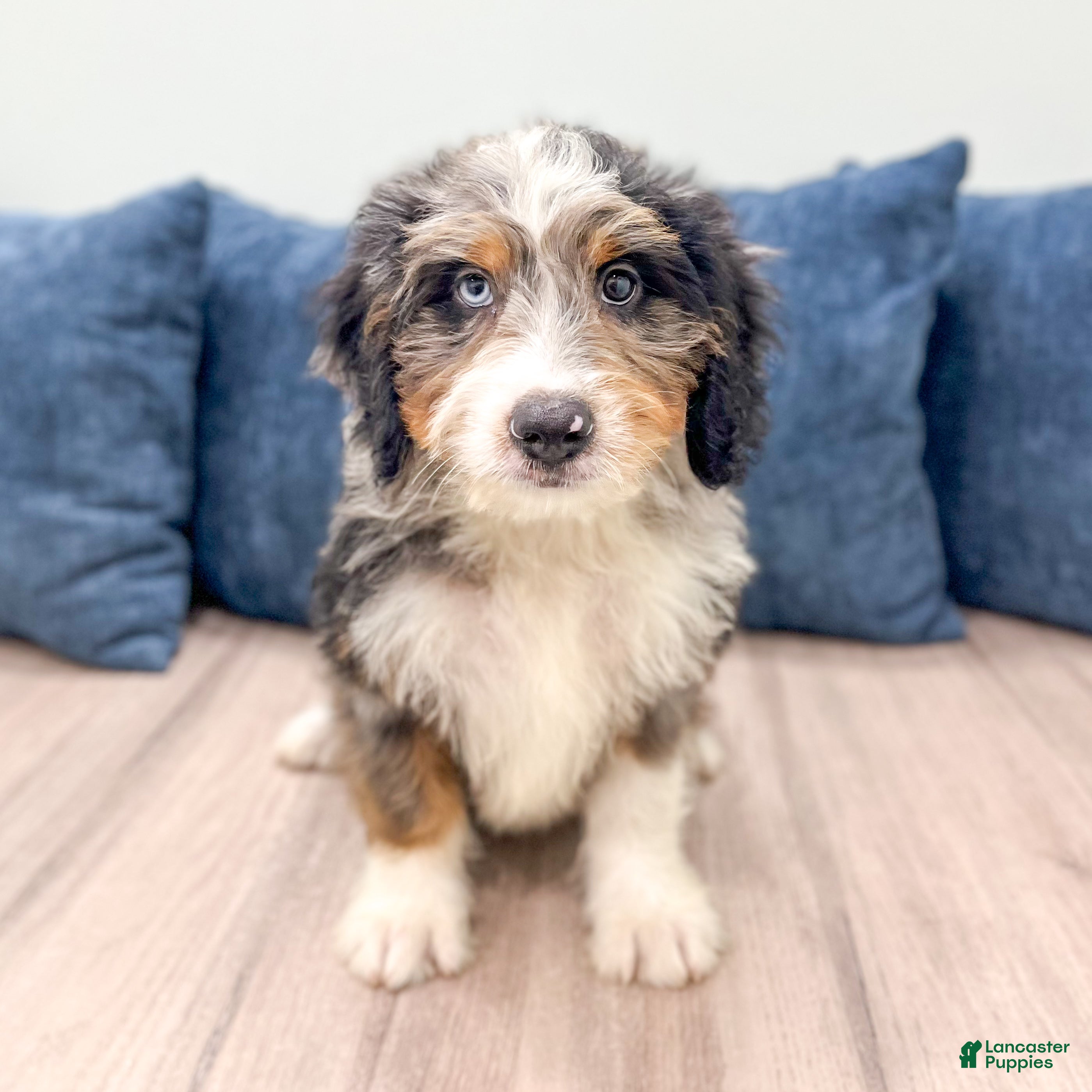 Mini Bernedoodle dogs Rusty - New Video - Ad 2