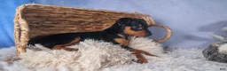 Miniature Pinscher dogs for sale: ANNIE - Ad 9