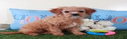 Mini Goldendoodle dogs for sale: Goldie-Light Red Pretty Female Mini Goldendoodle Puppy - Ad 3