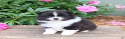 Pomeranian dogs for sale: Keisha - Ad 5