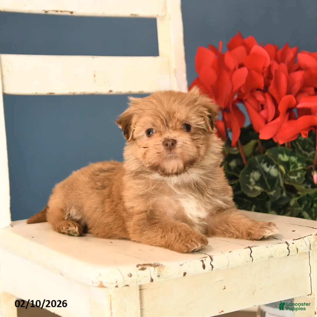 Havanese dogs for sale: Pluto - Ad 4
