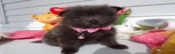 Pomeranian dogs for sale: Pomeranian Puppy 5 Lovey - Ad 1