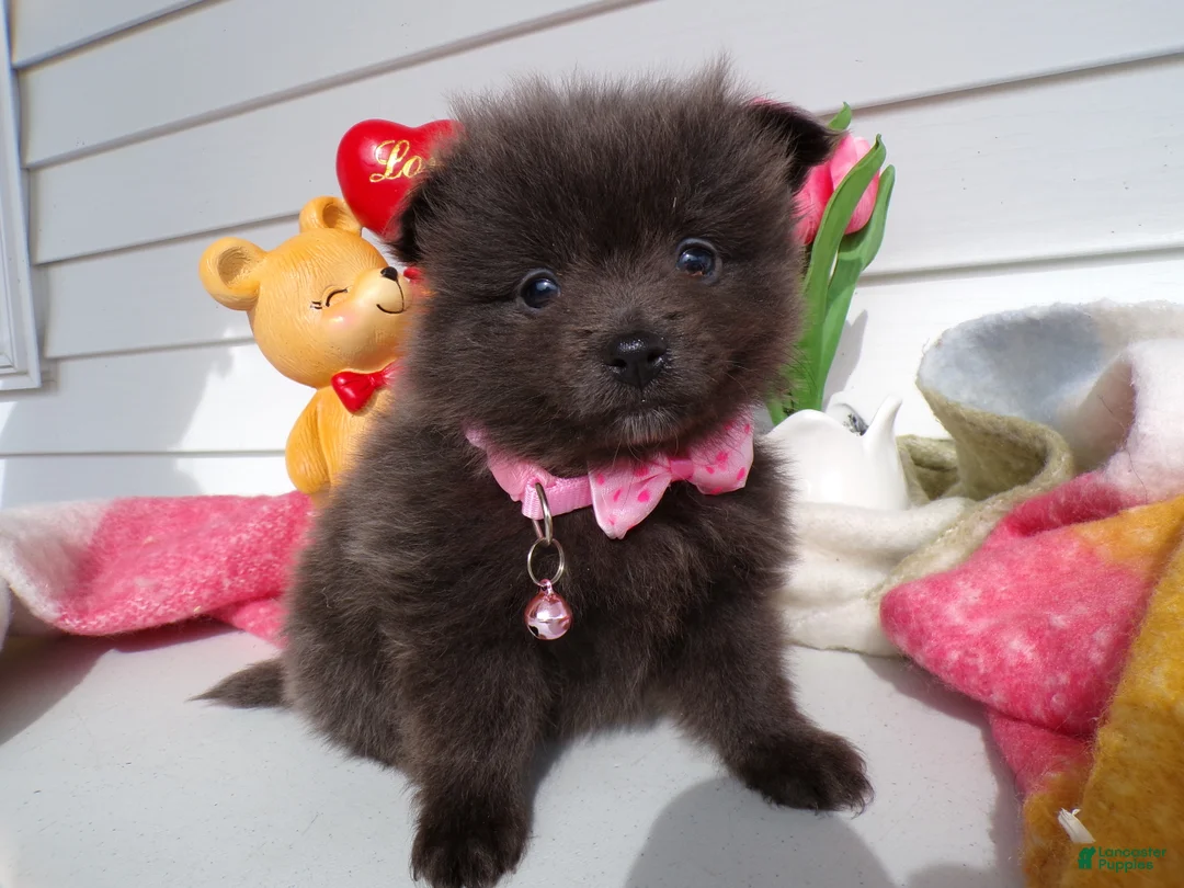 Pomeranian dogs for sale: Pomeranian Puppy 5 Lovey - Ad 1