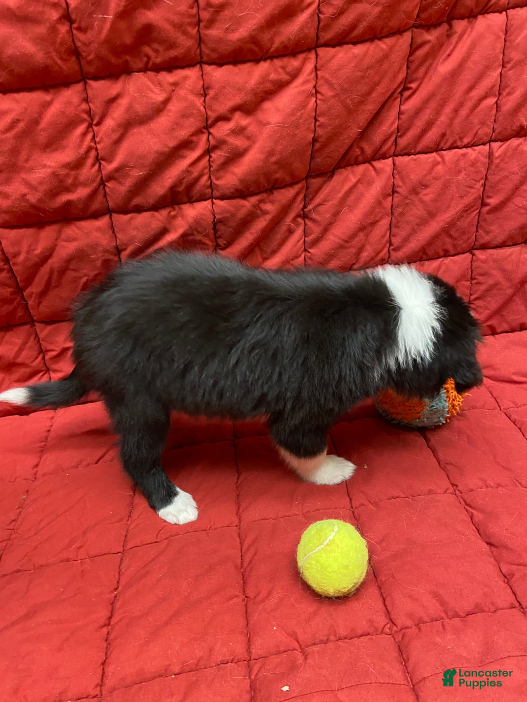 Border Collie dogs for sale: Eddie - Ad 2