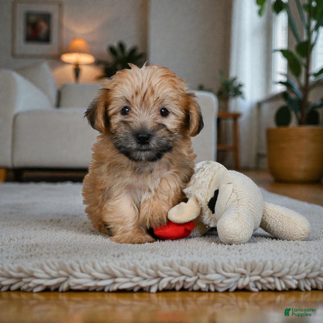 Morkie dogs for sale: LILLY - Ad 1