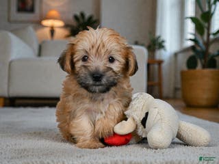 Morkie dogs LILLY - Ad 7