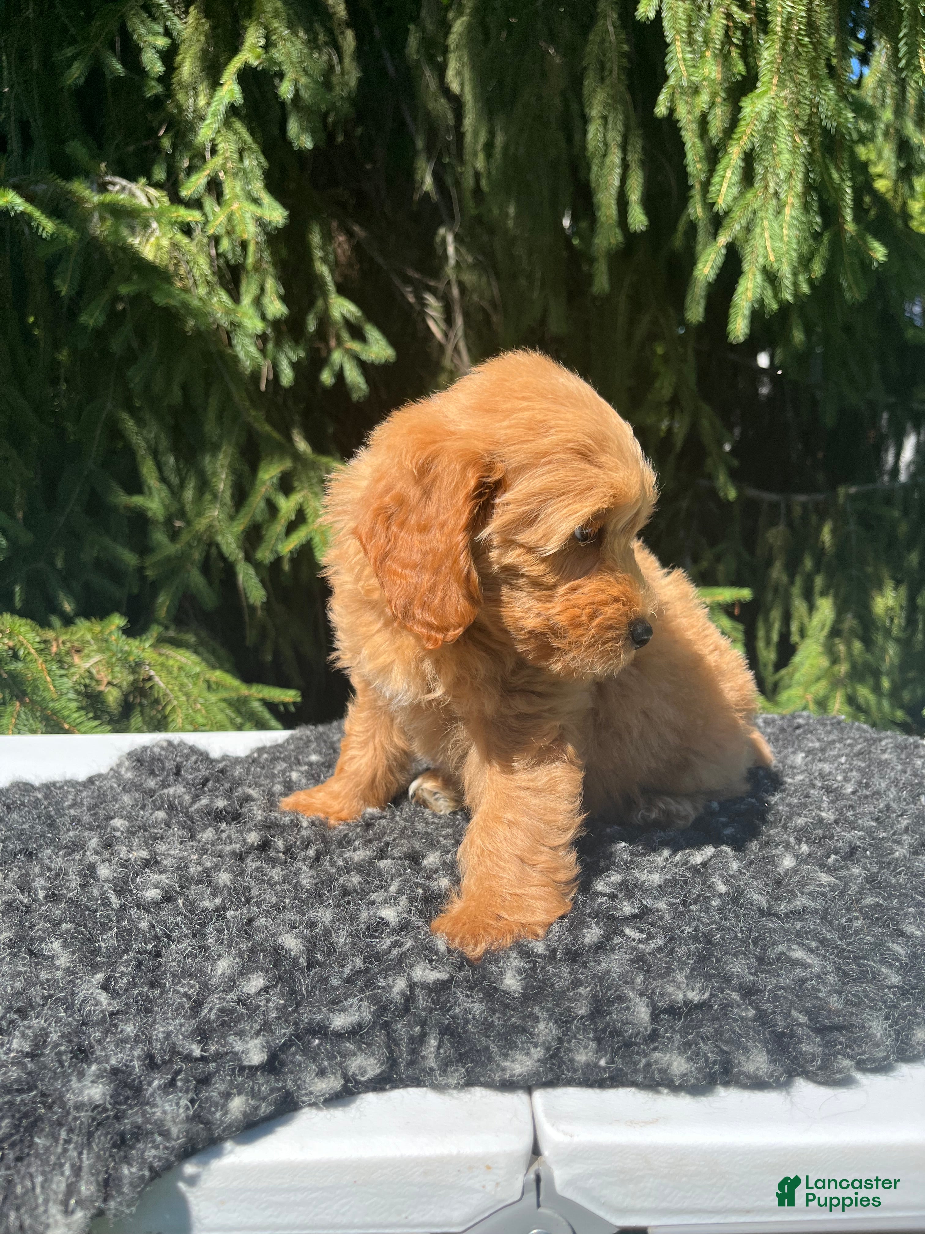 Mini Goldendoodle dogs Daisy - Ad 2