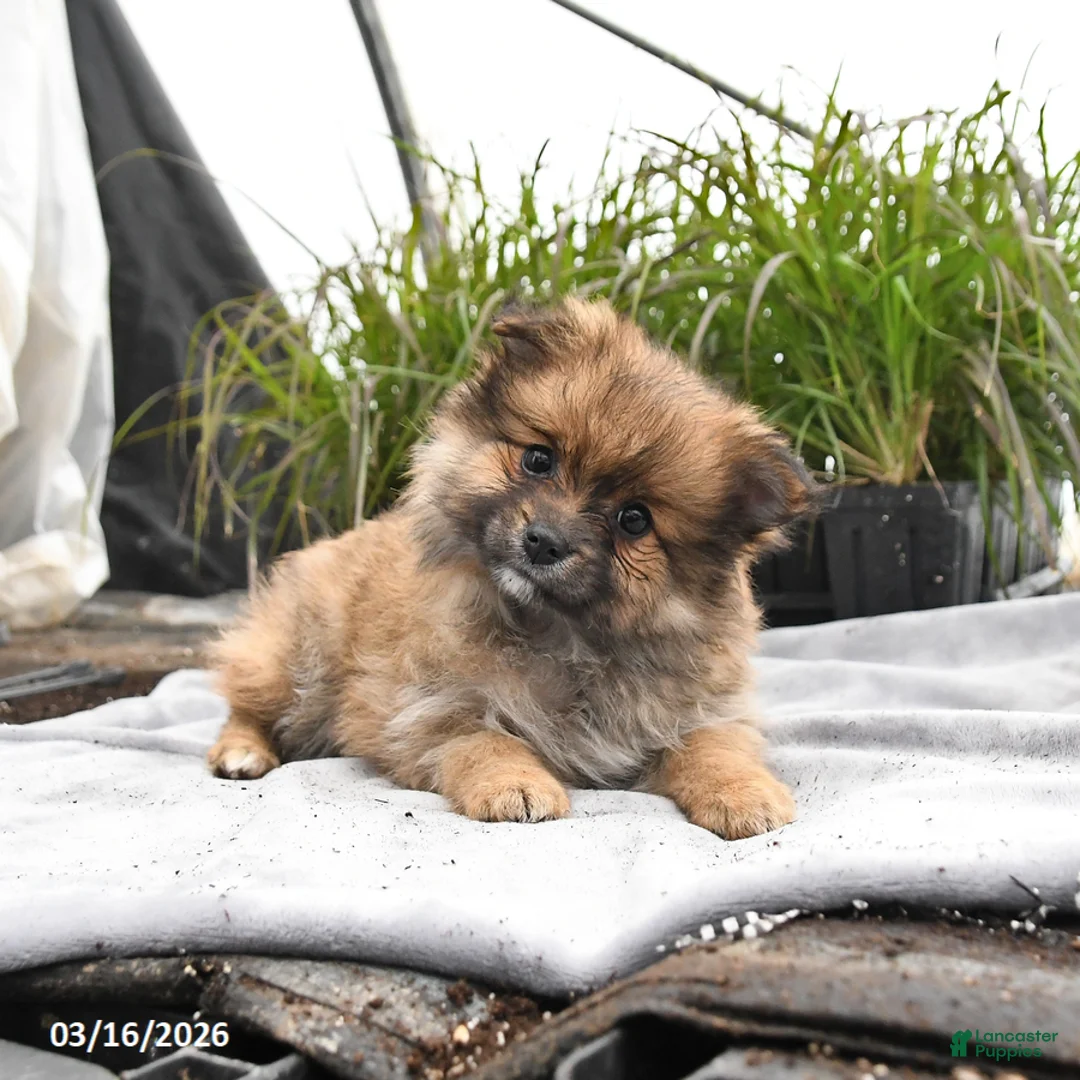 Pomeranian dogs for sale: Dixie - Ad 1