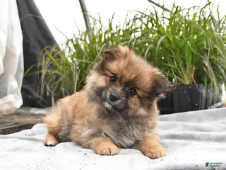 Pomeranian dogs for sale: Dixie - Ad 4