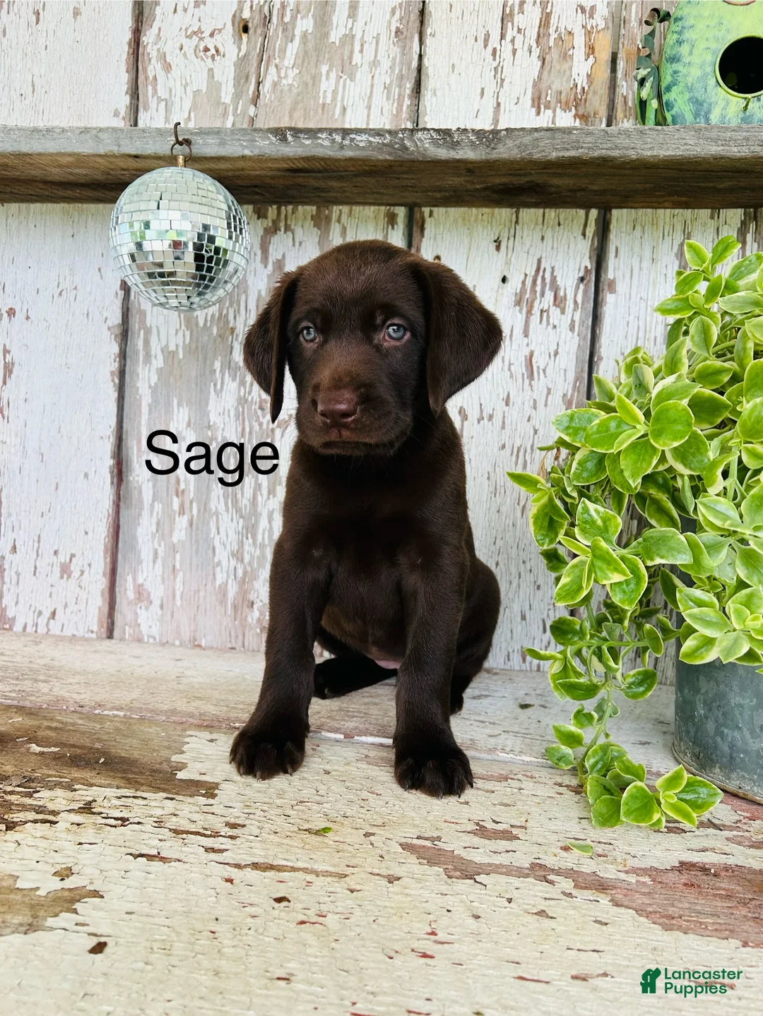 Labrador Retriever dogs for sale: Sage - Ad 1