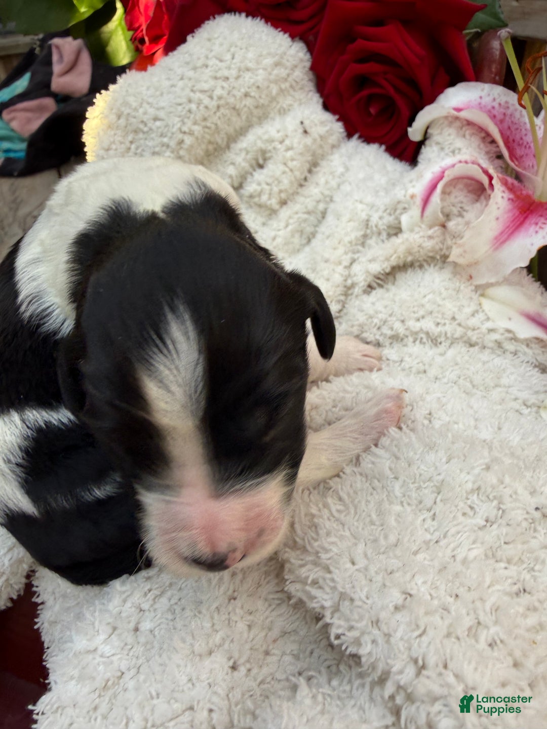 Goldendoodle dogs for sale: Cookie - Ad 3