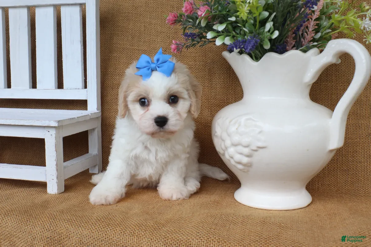 Cavachon dogs Trinity - Ad 2