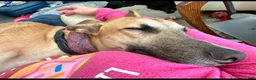 Mixed Breed dogs for sale: Journey - Ad 15