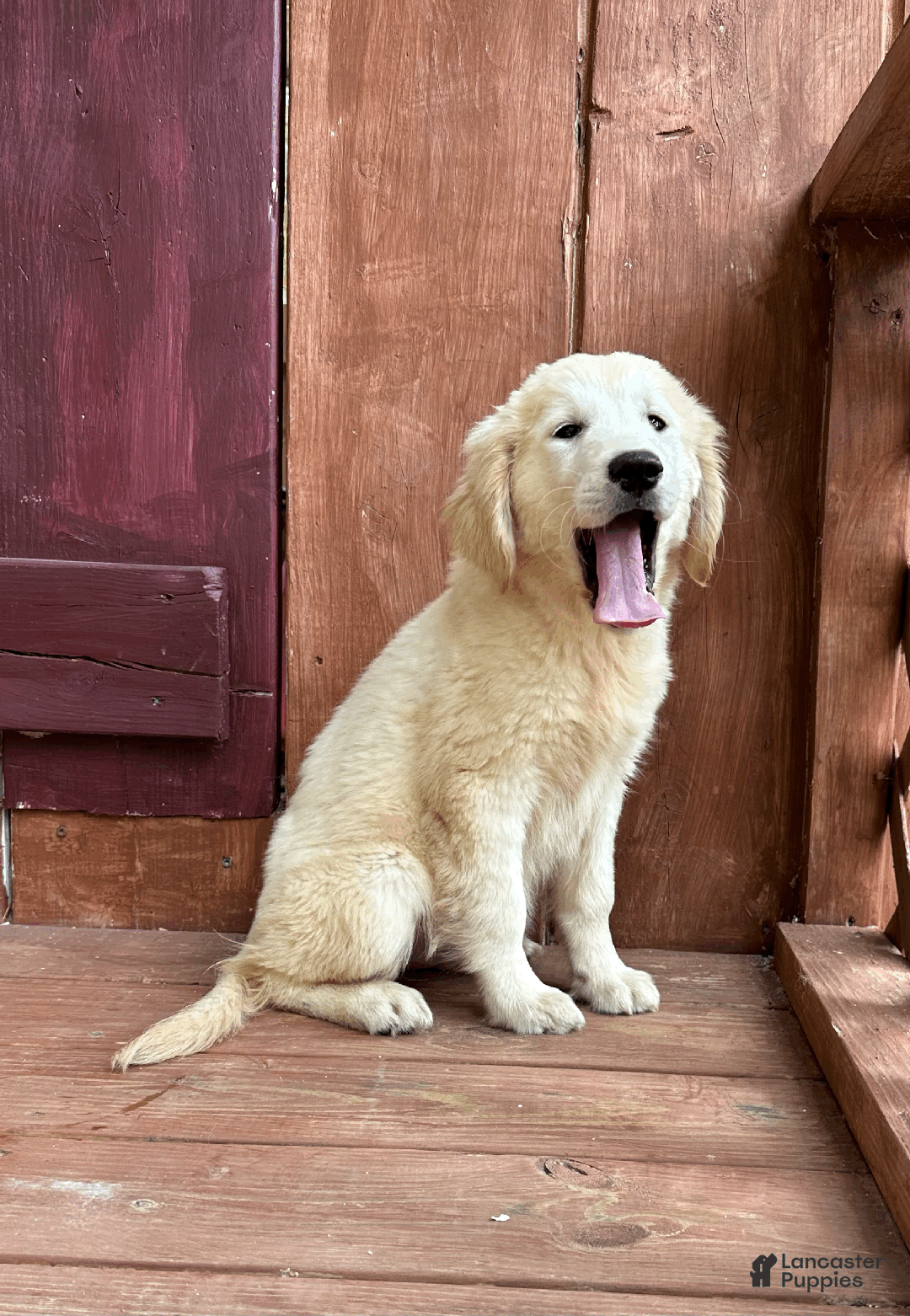 Golden Retriever dogs for sale: AKC Gretel - Ad 3