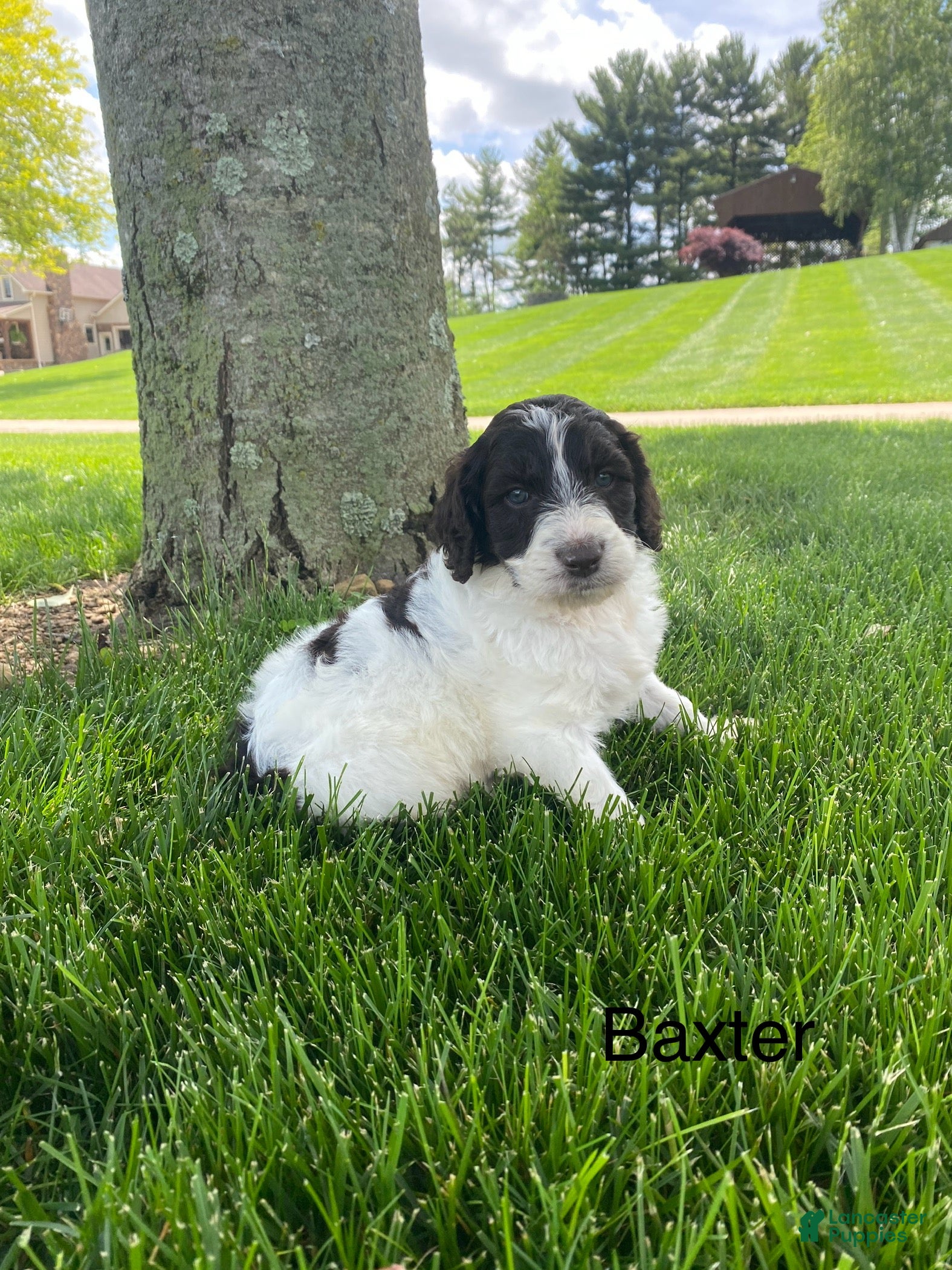 Labradoodle dogs  F1bb Baxter - Ad 2