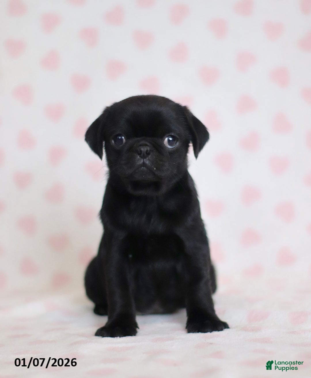 Pug dogs for sale: Betsy - Ad 2