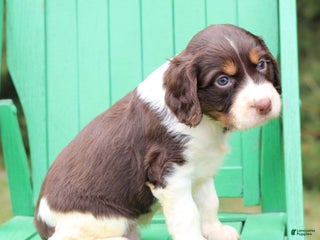 English Springer Spaniel dogs - Ad 23