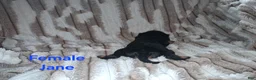 Cavalier King Charles Spaniel dogs for sale: Jane - Ad 3
