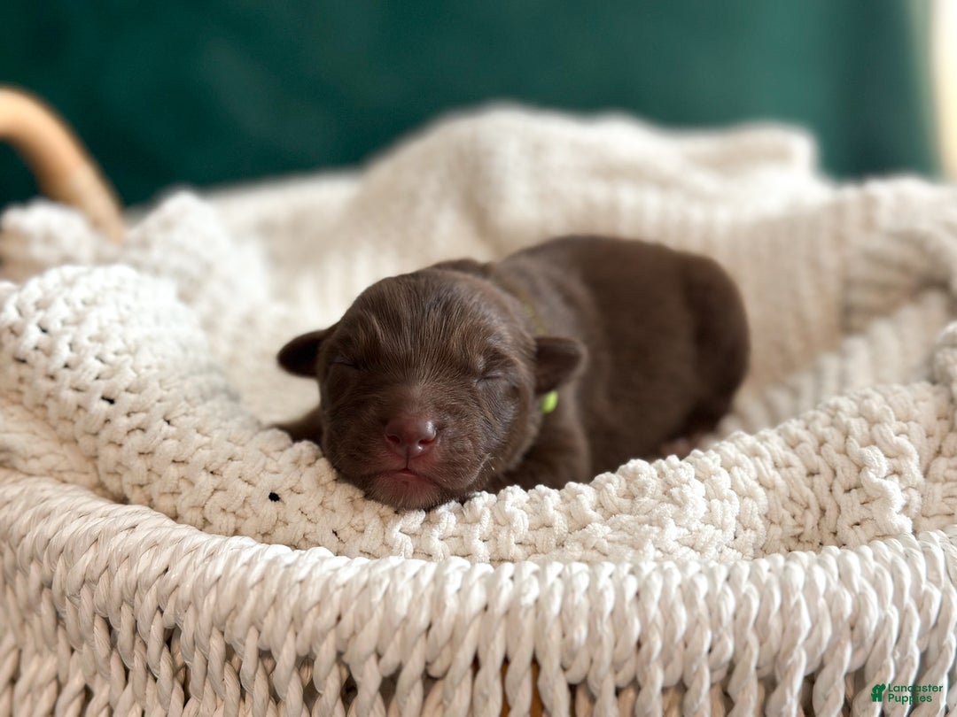 Australian Shepherd dogs for sale: Red Tri Male (Frankie) - Ad 3